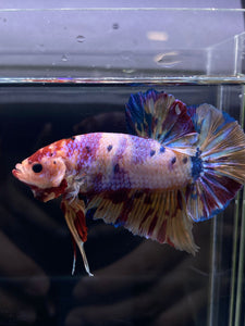 GIANT Male Halfmoon Plakat - Purple Unicorn #2598 - Live Betta Fish