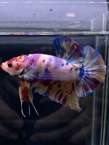 GIANT Male Halfmoon Plakat - Purple Unicorn #2598 - Live Betta Fish