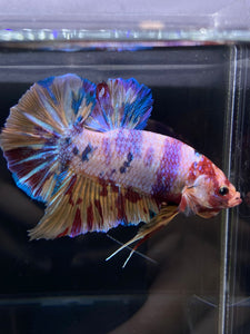 GIANT Male Halfmoon Plakat - Purple Unicorn #2598 - Live Betta Fish