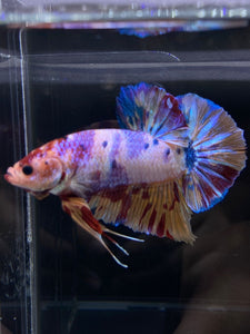 GIANT Male Halfmoon Plakat - Purple Unicorn #2598 - Live Betta Fish