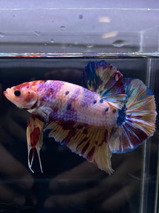 GIANT Male Halfmoon Plakat - Purple Unicorn #2598 - Live Betta Fish