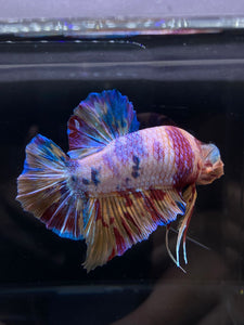 GIANT Male Halfmoon Plakat - Purple Unicorn #2598 - Live Betta Fish