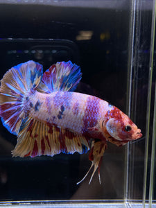 GIANT Male Halfmoon Plakat - Purple Unicorn #2598 - Live Betta Fish