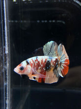 Load image into Gallery viewer, Male Halfmoon Plakat - Candy Copper #2599 - Live Betta Fish
