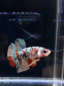 Male Halfmoon Plakat - Candy Copper #2599 - Live Betta Fish