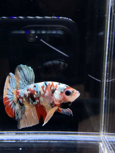 Male Halfmoon Plakat - Candy Copper #2599 - Live Betta Fish