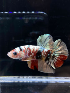 Male Halfmoon Plakat - Candy Copper #2599 - Live Betta Fish