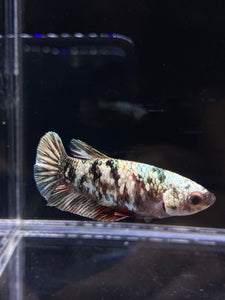 Female Halfmoon Plakat - Copper #2601 - Live Betta Fish