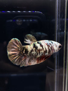 Female Halfmoon Plakat - Copper #2601 - Live Betta Fish