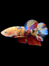 Load image into Gallery viewer, GIANT Male Halfmoon Plakat - Multicolor #2601 - Live Betta Fish
