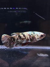 Load image into Gallery viewer, Female Halfmoon Plakat - Copper #2601 - Live Betta Fish
