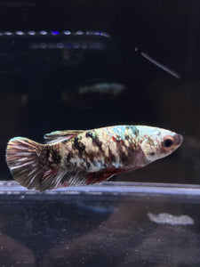 Female Halfmoon Plakat - Copper #2601 - Live Betta Fish