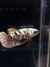 Load image into Gallery viewer, Female Halfmoon Plakat - Copper #2601 - Live Betta Fish
