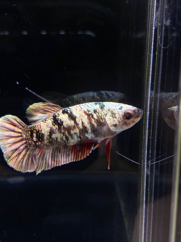 Female Halfmoon Plakat - Copper #2601 - Live Betta Fish