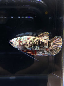 Female Halfmoon Plakat - Copper #2601 - Live Betta Fish