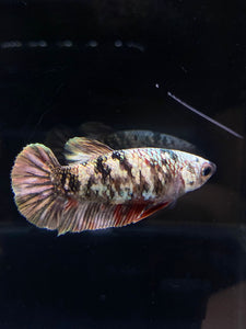 Female Halfmoon Plakat - Copper #2601 - Live Betta Fish