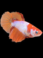 Load image into Gallery viewer, TOP GRADE Female Halfmoon - Galaxy #2602 - Live Betta Fish
