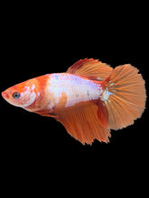 Load image into Gallery viewer, TOP GRADE Female Halfmoon - Galaxy #2602 - Live Betta Fish
