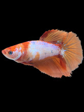 Load image into Gallery viewer, TOP GRADE Female Halfmoon - Galaxy #2602 - Live Betta Fish
