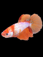 Load image into Gallery viewer, TOP GRADE Female Halfmoon - Galaxy #2602 - Live Betta Fish
