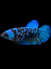 Load image into Gallery viewer, Female Halfmoon Plakat - Blue Avatar #2603 - Live Betta Fish
