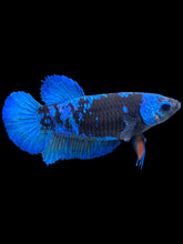 Load image into Gallery viewer, Female Halfmoon Plakat - Blue Avatar #2603 - Live Betta Fish
