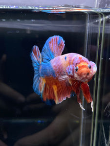 GIANT Male Halfmoon Plakat - Multicolor Candy #2604 - Live Betta Fish