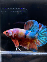 Load image into Gallery viewer, GIANT Male Halfmoon Plakat - Multicolor Candy #2604 - Live Betta Fish
