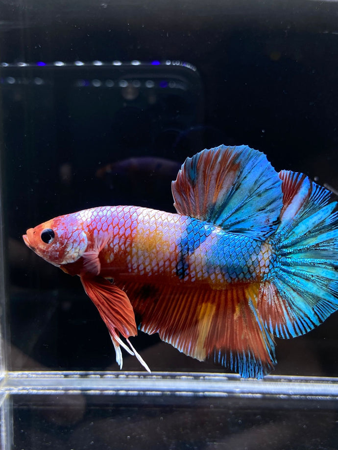 GIANT Male Halfmoon Plakat - Multicolor Candy #2604 - Live Betta Fish