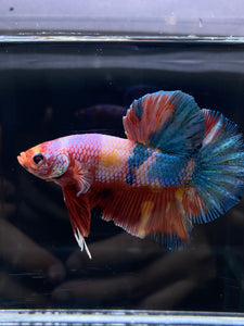 GIANT Male Halfmoon Plakat - Multicolor Candy #2604 - Live Betta Fish