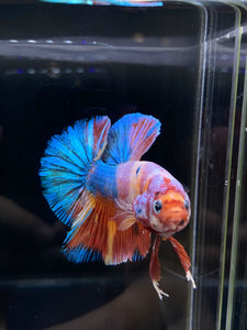 GIANT Male Halfmoon Plakat - Multicolor Candy #2604 - Live Betta Fish