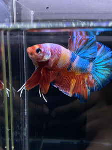 GIANT Male Halfmoon Plakat - Multicolor Candy #2604 - Live Betta Fish