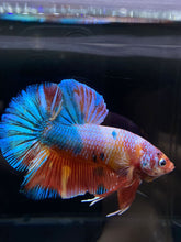 Load image into Gallery viewer, GIANT Male Halfmoon Plakat - Multicolor Candy #2604 - Live Betta Fish
