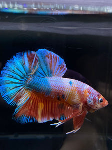 GIANT Male Halfmoon Plakat - Multicolor Candy #2604 - Live Betta Fish