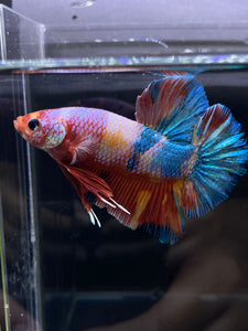 GIANT Male Halfmoon Plakat - Multicolor Candy #2604 - Live Betta Fish