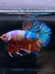 GIANT Male Halfmoon Plakat - Multicolor Candy #2604 - Live Betta Fish