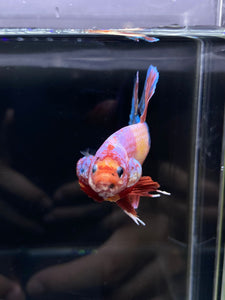 GIANT Male Halfmoon Plakat - Multicolor Candy #2604 - Live Betta Fish