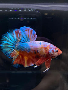 GIANT Male Halfmoon Plakat - Multicolor Candy #2604 - Live Betta Fish