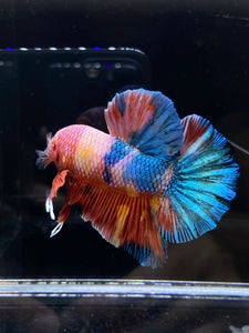 GIANT Male Halfmoon Plakat - Multicolor Candy #2604 - Live Betta Fish