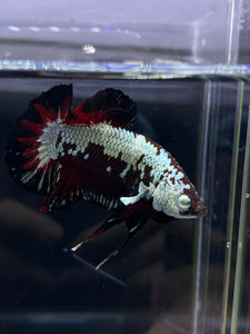 Male Halfmoon Plakat - Red Davil Samurai #2605 - Live Betta Fish