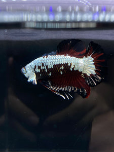 Male Halfmoon Plakat - Red Davil Samurai #2605 - Live Betta Fish