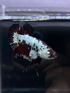 Male Halfmoon Plakat - Red Davil Samurai #2605 - Live Betta Fish