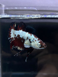 Male Halfmoon Plakat - Red Davil Samurai #2605 - Live Betta Fish