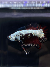 Load image into Gallery viewer, Male Halfmoon Plakat - Red Davil Samurai #2605 - Live Betta Fish
