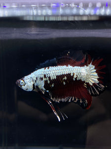 Male Halfmoon Plakat - Red Davil Samurai #2605 - Live Betta Fish