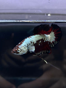 Male Halfmoon Plakat - Red Davil Samurai #2605 - Live Betta Fish