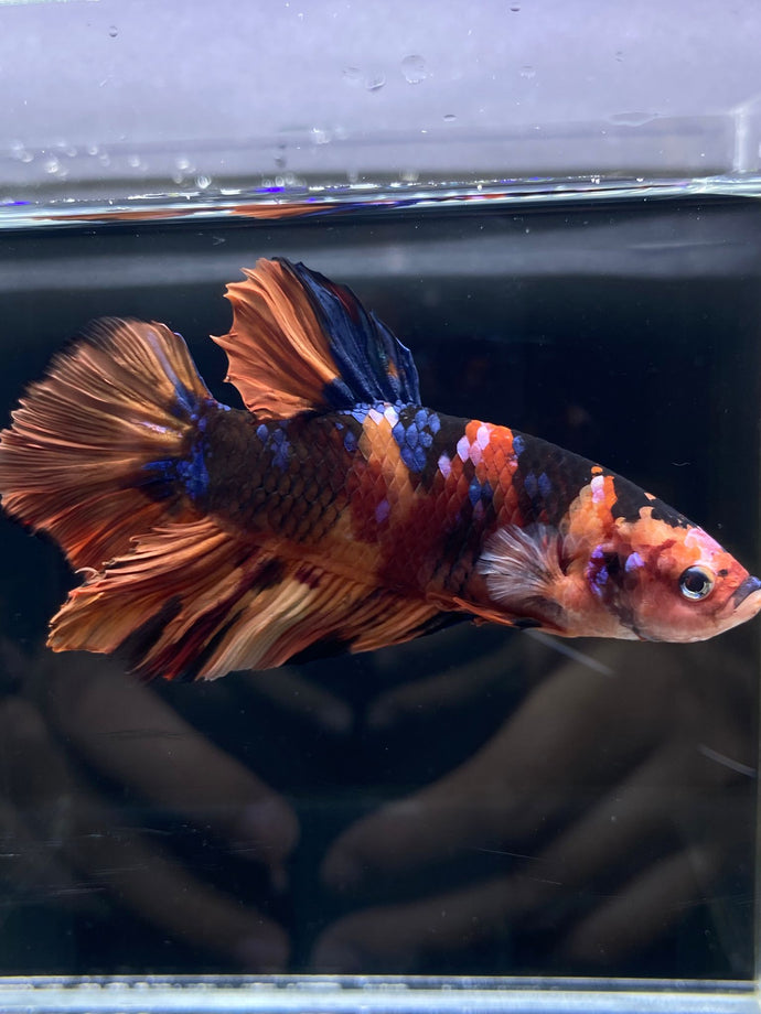 GIANT Male Halfmoon Plakat - Galaxy #2606 - Live Betta Fish