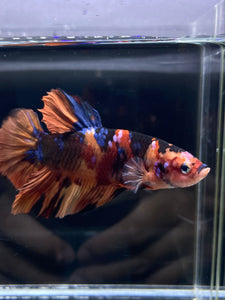 GIANT Male Halfmoon Plakat - Galaxy #2606 - Live Betta Fish