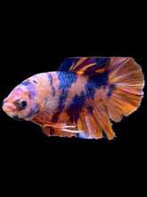 Load image into Gallery viewer, GIANT Male Halfmoon Plakat - Purple Unicorn #2606 - Live Betta Fish
