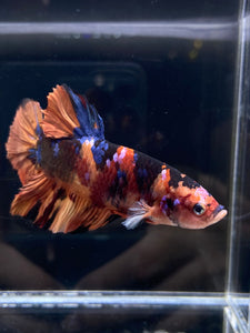 GIANT Male Halfmoon Plakat - Galaxy #2606 - Live Betta Fish